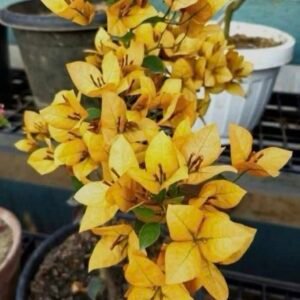 Flame Yellow 黃火焰 —Bare Root Cutting / 裸根苗