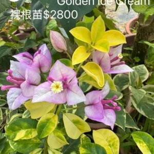 Golden Ice Cream 黃金冰淇淋 — Bare Root Cutting / 裸根苗