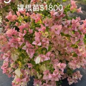 Golden Jazz 黃金爵士 —Bare Root Cutting / 裸根苗
