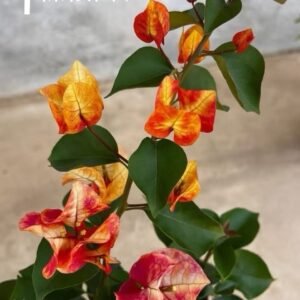 Garden Mary 黃金瑪麗 - Bare Root Cutting