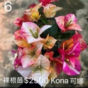 Kona 可娜 — Bare Root Cutting / 裸根苗
