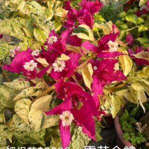 Snow Golden Rao 雪花金饒 — Bare Root Cutting / 裸根苗