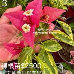 Variegated Magenta Brizza 斑葉瑪艮塔布里札 — Bare Root Cutting / 裸根苗