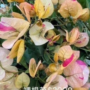 Yellow Mix 綠葉黃色混音 — Bare Root Cutting / 裸根苗